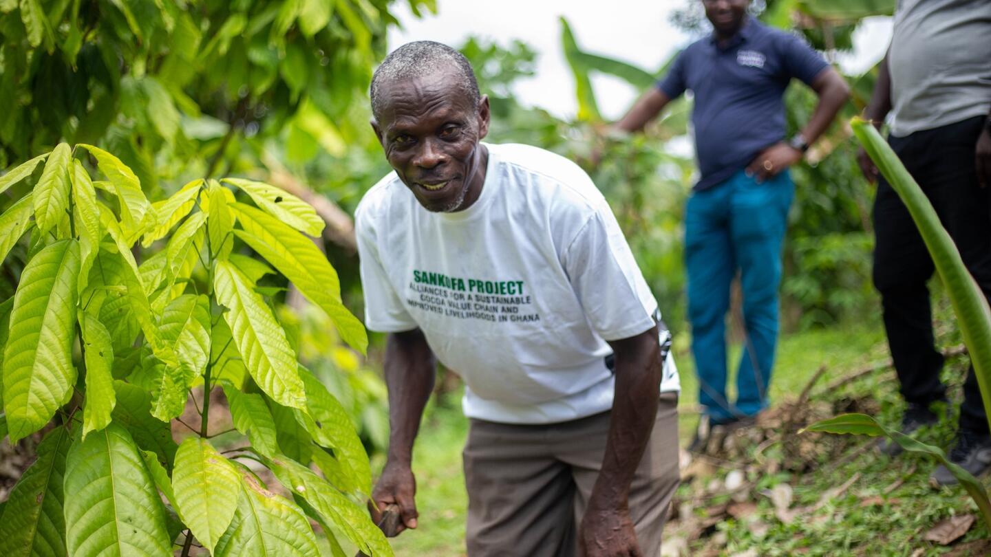 A Ghanaian cocoa farmer inspecting a climate-resilient cocoa farm