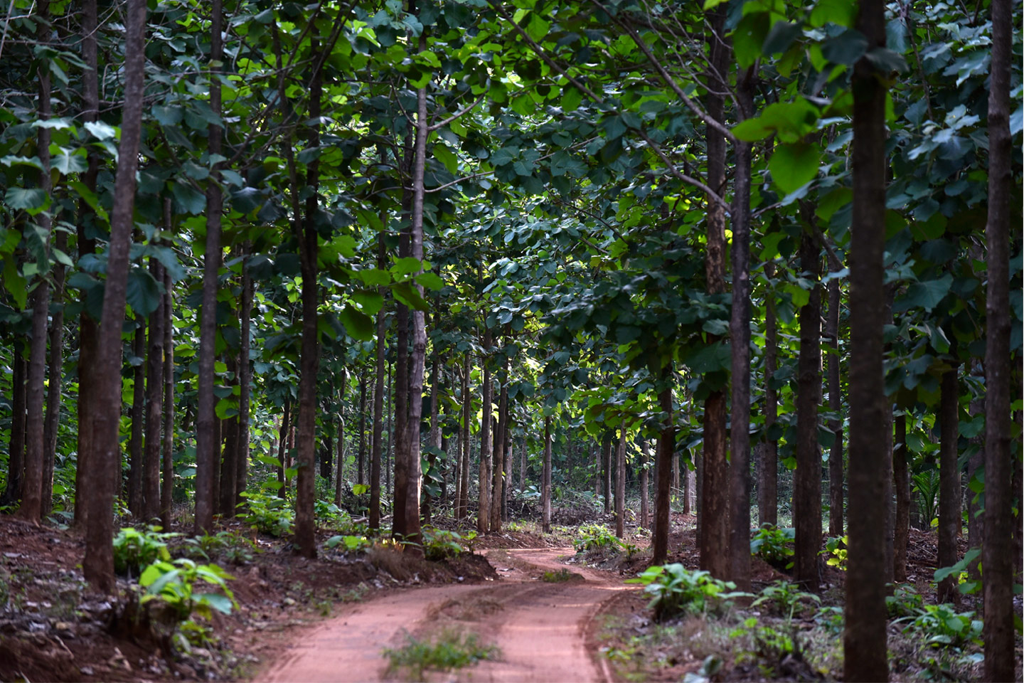 Young trees in a Ghanaian reforestation plantation